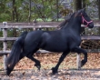 Beautiful reg. Friesian gelding,
